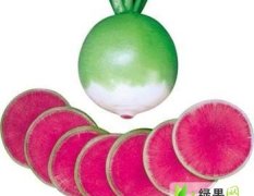 聊城市山东莘王先生：心里美萝卜1.2元/斤