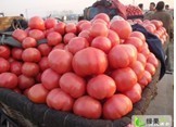 河北曲周蔬菜市场硬粉西红柿 今日价格5-6毛/斤