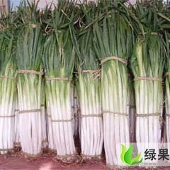 安丘新安街道韩博涛：长白大葱