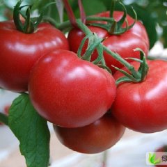 代卖蔬菜，水果，场地宽阔， 大红西红柿