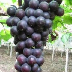 大理白族自治州金牛镇小姚：夏黑葡萄10元/斤