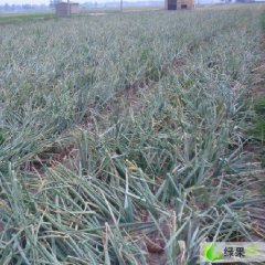 滨州市王学军：红皮洋葱