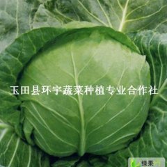 唐山市 中甘21甘蓝