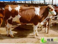 潍坊市谭访·成功：西门塔尔牛12.2元/斤