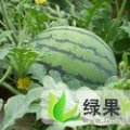聊城市懂杜庄高庆龙：京欣，冠龙0.7元/斤
