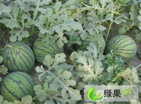 主营京欣双星系价格