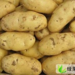 枣庄市姜屯镇刘琦：荷兰十五1.9元/斤