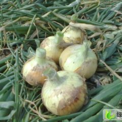 徐州市首羡镇樊先生：早熟洋葱上市了