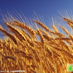 荆门市小麦社张广敏：冬小麦0.85-1元/斤