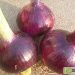 南阳市河南南梁：紫皮洋葱0.95-1.05元/斤