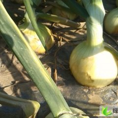 临沂市红花镇周全武：黄皮洋葱0.8元/斤