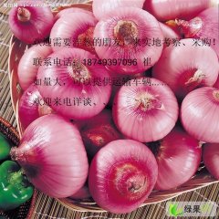 安阳市滑县洋葱合作社红皮洋葱大面积上市，欢迎咨询