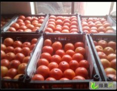 临沂市胡阳镇张某：硬粉西红柿1.1元/斤
