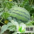 德州禹城已经大量上市：京欣农人等大棚西瓜
