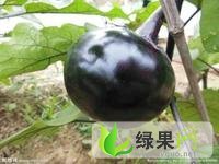 聊城市沙镇范李世磊：黑茄王1.2元/斤