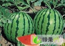 麒麟西瓜价格