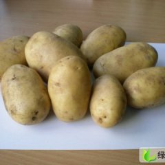 枣庄市界河镇丁经理：荷兰十五2.1元/斤