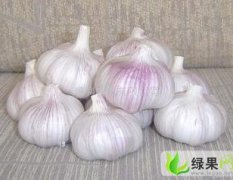 开封市阳固镇小张：杂交蒜0.8元/斤