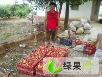 运城市山西省王杰：518油桃1.8元/斤