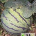 聊城市鲁西蔬周先生：京欣系列1.5元/斤