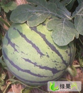 京欣系列价格