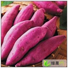 邯郸市侯村邵先生：豫薯13红薯