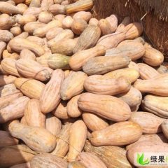 南宁市坛洛镇便宜密本南瓜大量上市