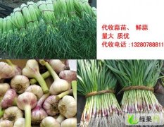 潍坊市黄旗堡于龙：金乡大蒜0.5.5元/斤