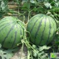 荆门市官庄湖龚先生：冠龙