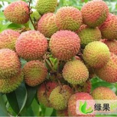 惠州市白盆珠吕淑鹏：妃子笑8元/斤