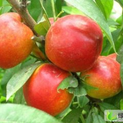 临沂市地方镇庄立春：中油5号元/