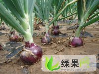 滨州市姜楼镇李新杰：红皮洋葱