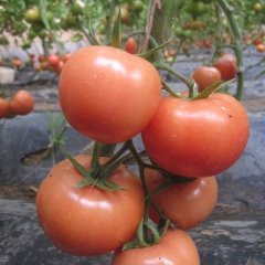 临沂市胡阳小孙：欧冠