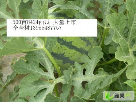 8424西瓜价格