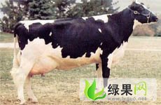 忻州市光明养常国伟：荷斯坦奶牛9000元/个