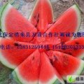 清苑县西瓜基地大量供应京欣、双星、现已大量上市