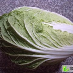 通许马良：白菜