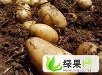 辽宁凌海荷兰十五7月大量上市