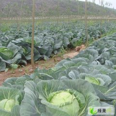 南阳淅川大石桥：荷兰Bejo