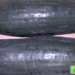 益阳市郑固锋：子弹头黑皮冬瓜