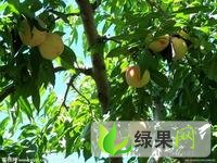 开封市大桃 仙桃 油桃 6月成熟，品种多