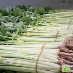 蚌埠市梅桥乡齐标：法国皇后0.5元/斤