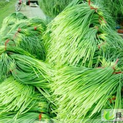 青岛市仁兆镇曹松林：蒜苔2.8元/斤