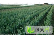 潍坊市刘家尧王：铁杆大葱0.9-1.元/斤