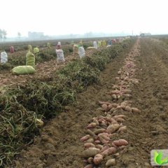 石家庄市无极路刘朝：龙署九