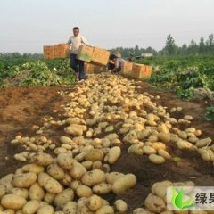 枣庄市界河镇小辛：荷兰十五1.4元/斤