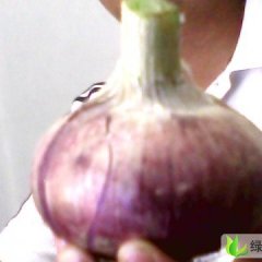 安阳市大寨乡常卫鹏：红皮洋葱