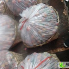 本人代购代销各种季节性水果