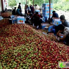 渭南市大荔县党力康：中油5号