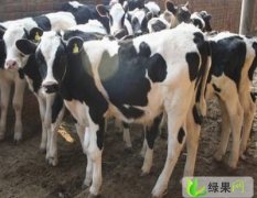 忻州市乔林：黑白花奶牛1300元/头
